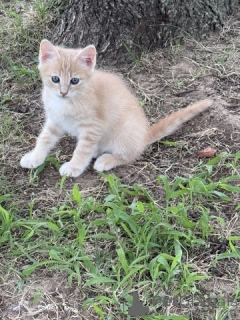 Photo №4. I will sell maine coon in the city of 665 Site Colonia.  - price - 60$