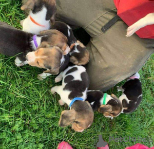 Photo №2 to announcement № 131276 for the sale of  - buy in Norway 