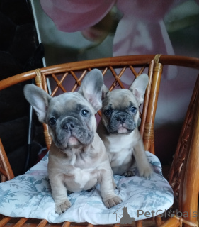 Photo №3. French bulldog.. Belarus