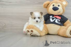 Photo №4. I will sell pomeranian in the city of Aachen.  - price - negotiated