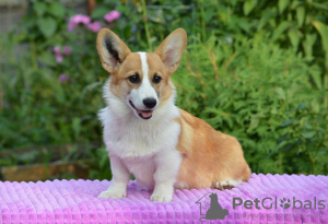 Photo №1. welsh corgi - for sale in the city of Prague | 1417$ | Announcement № 12117