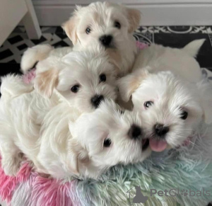 Photo №2 to announcement № 56103 for the sale of maltese dog - buy in United States breeder