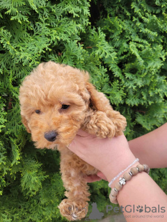 Additional photos: Toy poodle puppies