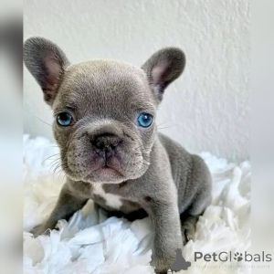 Photo №1. french bulldog - for sale in the city of Paris | negotiated | Announcement № 138543