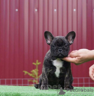 Photo №3. French Bulldog. Kazakhstan