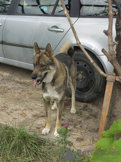 Photo №3. Laika puppies West Siberian.. Bulgaria