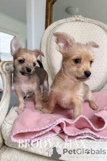 Photo №1. non-pedigree dogs - for sale in the city of Warrnambool | 650$ | Announcement № 151220