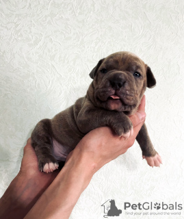 Photo №2 to announcement № 52252 for the sale of american bully - buy in Russian Federation from nursery, breeder