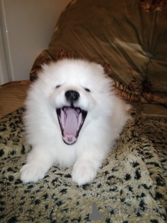 Photo №3. I will sell puppies of the Japanese Spitz with documents. Poland