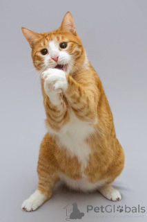 Photo №2 to announcement № 164498 for the sale of  - buy in Russian Federation from the shelter