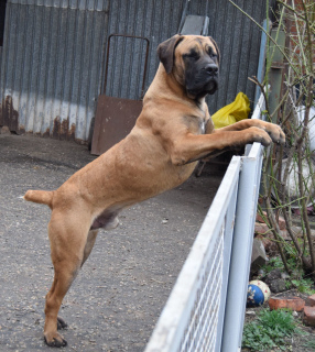 Additional photos: South African Boerboel, teens.