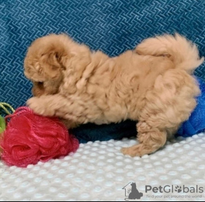 Photo №1. poodle (toy) - for sale in the city of Riyadh | 247$ | Announcement № 43187
