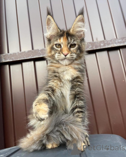 Photo №2 to announcement № 167776 for the sale of maine coon - buy in Germany private announcement