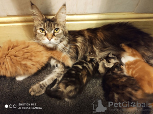 Photo №1. maine coon - for sale in the city of America | 475$ | Announcement № 75894