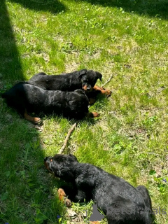 Photo №4. I will sell  in the city of Colorado Springs. breeder - price - 1000$