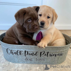 Photo №1. labrador retriever - for sale in the city of Arrondissement de Paris | negotiated | Announcement № 165612