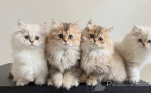 Photo №1. british longhair - for sale in the city of Brussels | 516$ | Announcement № 165846