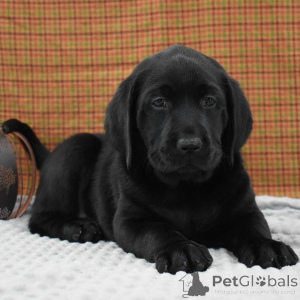 Photo №2 to announcement № 156358 for the sale of labrador retriever - buy in United Kingdom private announcement