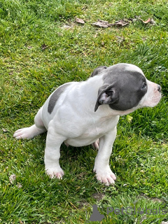 Additional photos: Pit bull puppies