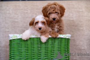 Additional photos: Bichon Havanese puppies