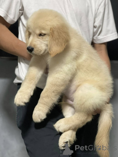 Photo №2 to announcement № 165302 for the sale of golden retriever - buy in France breeder