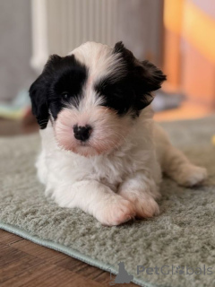 Photo №2 to announcement № 167366 for the sale of coton de tulear - buy in Finland private announcement