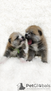 Photo №2 to announcement № 8786 for the sale of akita - buy in Russian Federation breeder