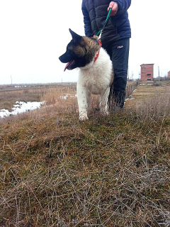 Photo №1. american akita - for sale in the city of Volgodonsk | 1000$ | Announcement № 5458