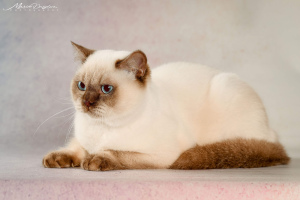 Photo №4. I will sell british shorthair in the city of Kherson. from nursery - price - 650$