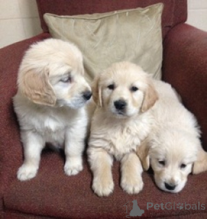 Photo №1. golden retriever - for sale in the city of Effretikon | 258$ | Announcement № 162595