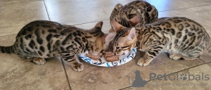 Photo №1. bengal cat - for sale in the city of Лювен | 264$ | Announcement № 99753