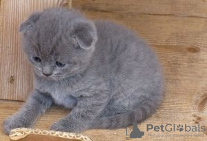 Photo №3. Registered male and female Scottish fold kittens for re homing. Finland