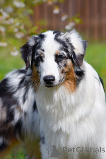 Photo №3. Australian shepherd puppy. Belarus