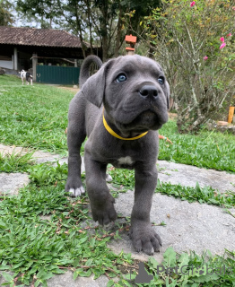 Photo №3. Meet Apollo strong, noble, and endlessly loyal.. Germany