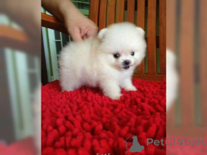 Photo №1. pomeranian - for sale in the city of Frankfurt | negotiated | Announcement № 161023