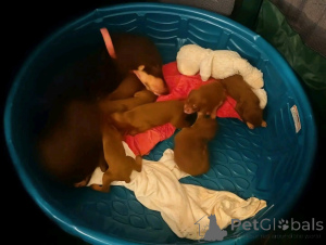 Photo №1. dobermann - for sale in the city of Aarhus | 774$ | Announcement № 173505