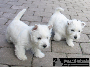 Photo №1. welsh terrier - for sale in the city of Aalst | 301$ | Announcement № 134182