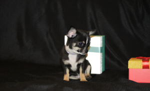 Photo №1. chihuahua - for sale in the city of St. Petersburg | 1000$ | Announcement № 1274