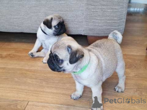 Photo №1. pug - for sale in the city of Neubiberg | 235$ | Announcement № 144450