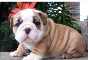 Photo №1. english bulldog - for sale in the city of Belgrade | negotiated | Announcement № 172544