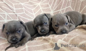 Photo №2 to announcement № 175408 for the sale of staffordshire bull terrier - buy in Germany private announcement