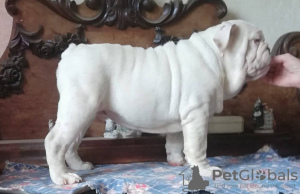 Photo №2 to announcement № 19443 for the sale of english bulldog - buy in Russian Federation from nursery