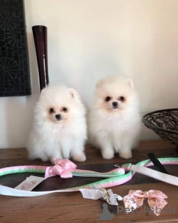 Photo №1. pomeranian - for sale in the city of Bergheim | negotiated | Announcement № 174701