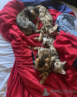 Photo №3. Bengal kittens for sale. Australia