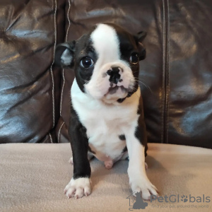 Photo №2 to announcement № 13616 for the sale of boston terrier - buy in Russian Federation from nursery