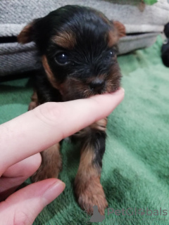 Additional photos: Yorkie/Kawaiiork puppies