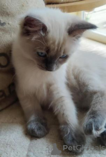 Photo №1. ragdoll - for sale in the city of Engelberg | 158$ | Announcement № 96586