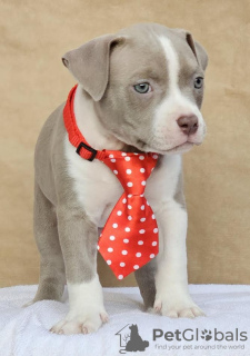 Photo №3. American Bully Bag. Serbia