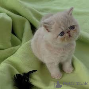 Photo №2 to announcement № 171562 for the sale of exotic shorthair - buy in Finland private announcement, breeder