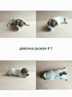 Photo №1. jack russell terrier - for sale in the city of Москва | 580$ | Announcement № 6831